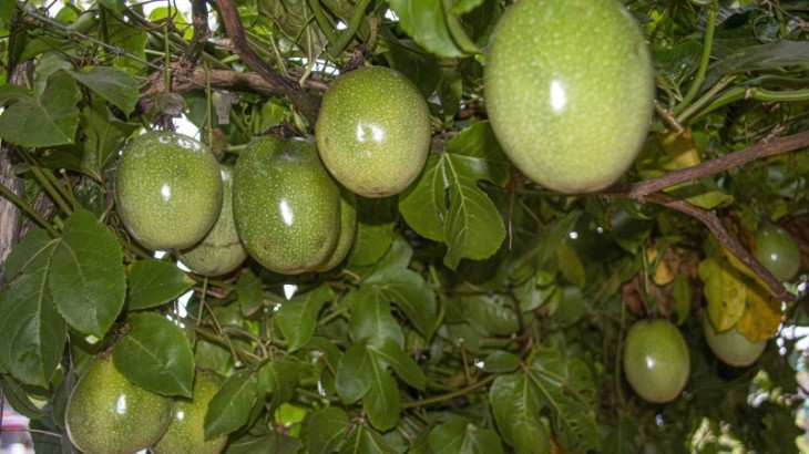 Sindicato Rural, SENAR-PR e FAEP promovem curso de cultivo do maracujazeiro azedo em Nova Londrina