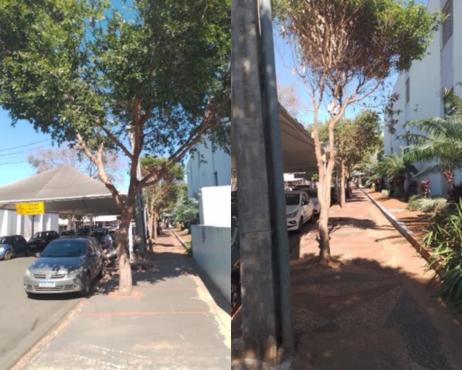 Autorização de poda e/ou remoção de árvore